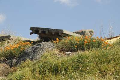 rubble and poppies, Albany Bulb